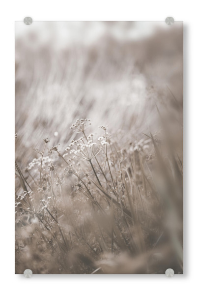 Acrylglasbild "Little Plant" artboxONE - Natur,Floral - Small plant,Pflanze,Dry,Plant,Flora,Natur,Nature,Trocken,Minimal,Boho,Floral