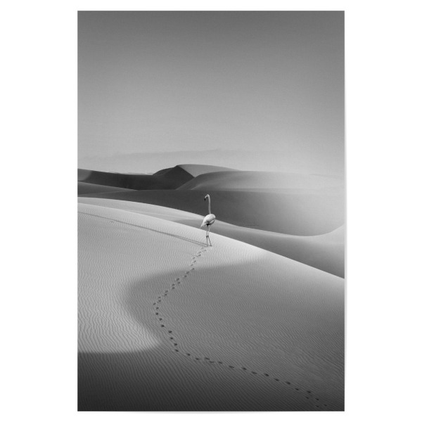 Poster 30x20 cm "Flamingo in the Desert" artboxONE - Natur,Tiere,Schwarzweiß
