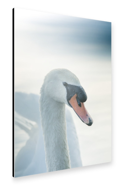 Alu-Dibond "Mute Swan" 30x20 cm artboxONE