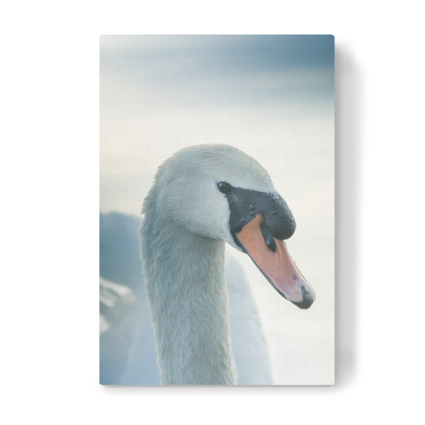 Leinwandbild "Mute Swan" artboxONE - Natur,Tiere - Schwan,Höckerschwan,Naturfoto,Weißer schwan,Bird,Vogel,Swan,Natur,Nature,Portrait