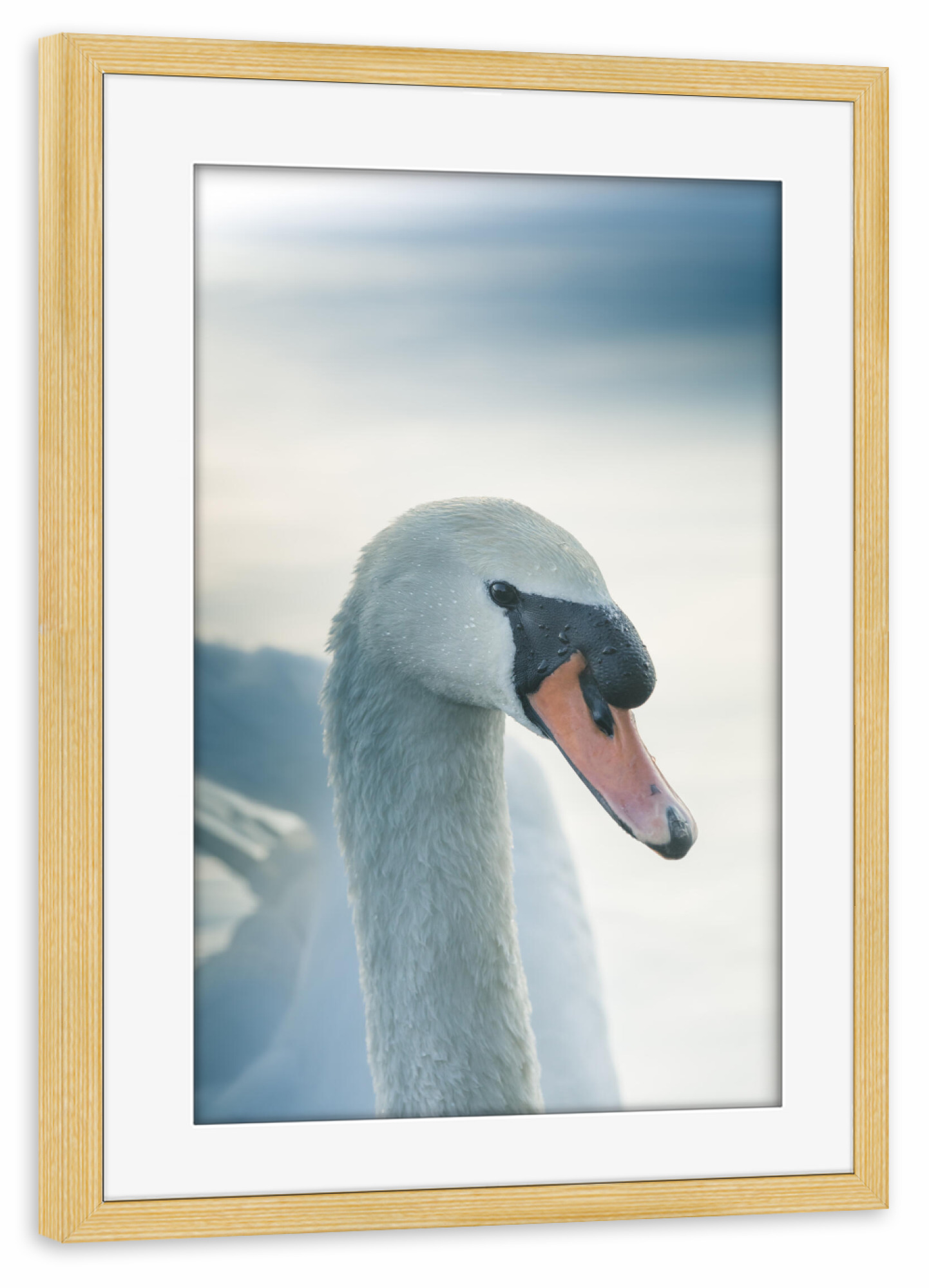 Poster mit Rahmen kiefer "Mute Swan" artboxONE - Natur,Tiere - Schwan,Höckerschwan,Naturfoto,Weißer schwan,Bird,Vogel,Swan,Natur,Nature,Portrait