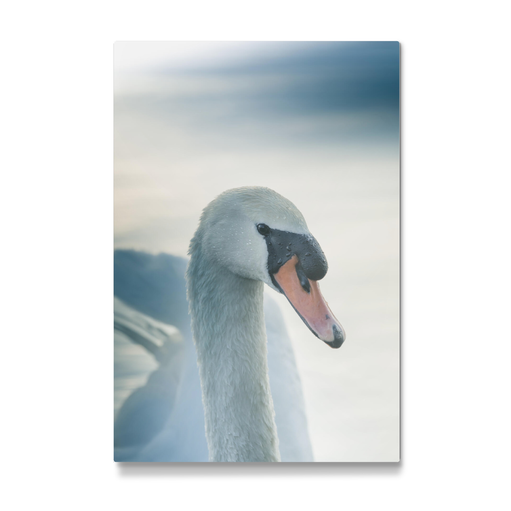 Galerie-Print "Mute Swan" 75x50 cm artboxONE