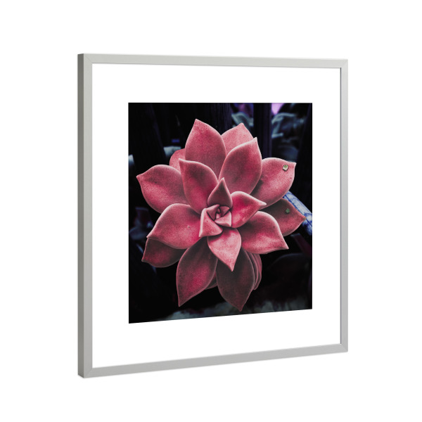 Poster mit Rahmen Silber "Pink Succulent Plant" artboxONE - Natur,Floral