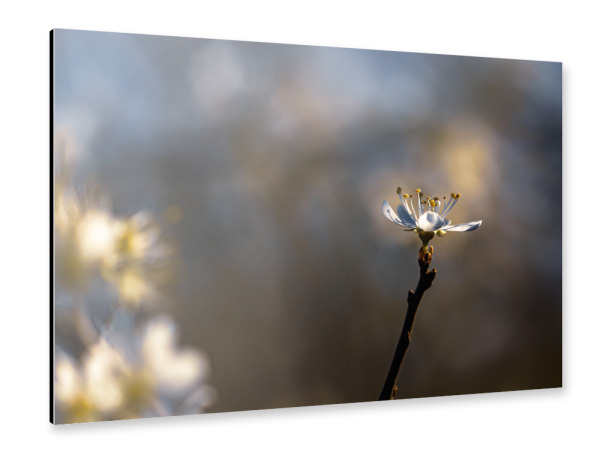 Alu-Dibond "Addicted To Sun" 30x20 cm artboxONE