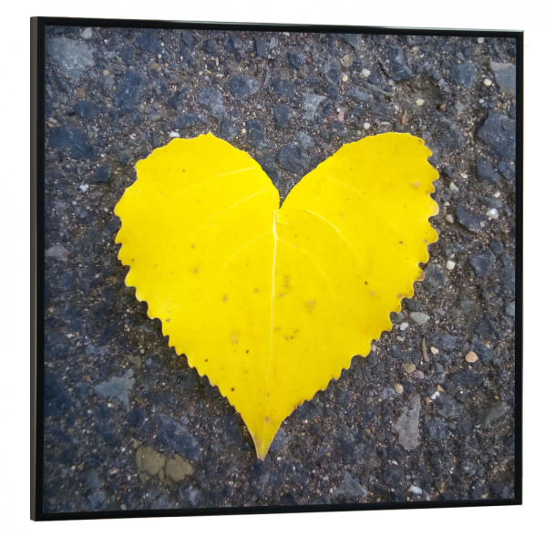 Poster mit schwarzem Rahmen 30x30 cm "Yellow Leaf Heart" artboxONE - Natur,Liebe