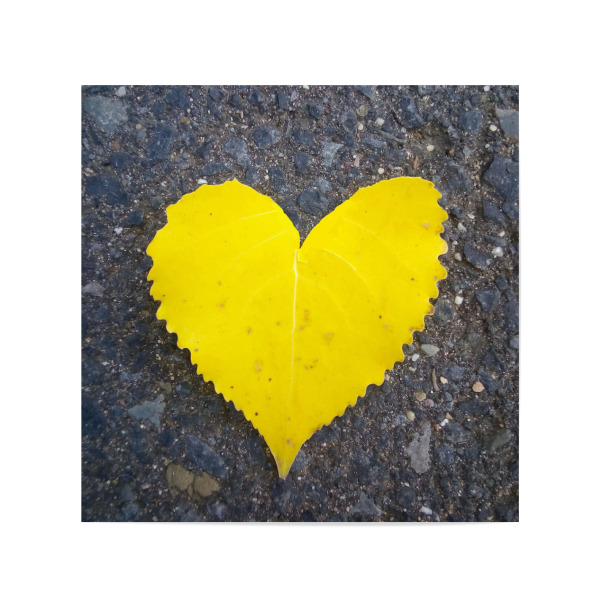 Poster 20x20 cm "Yellow Leaf Heart" artboxONE - Natur,Liebe