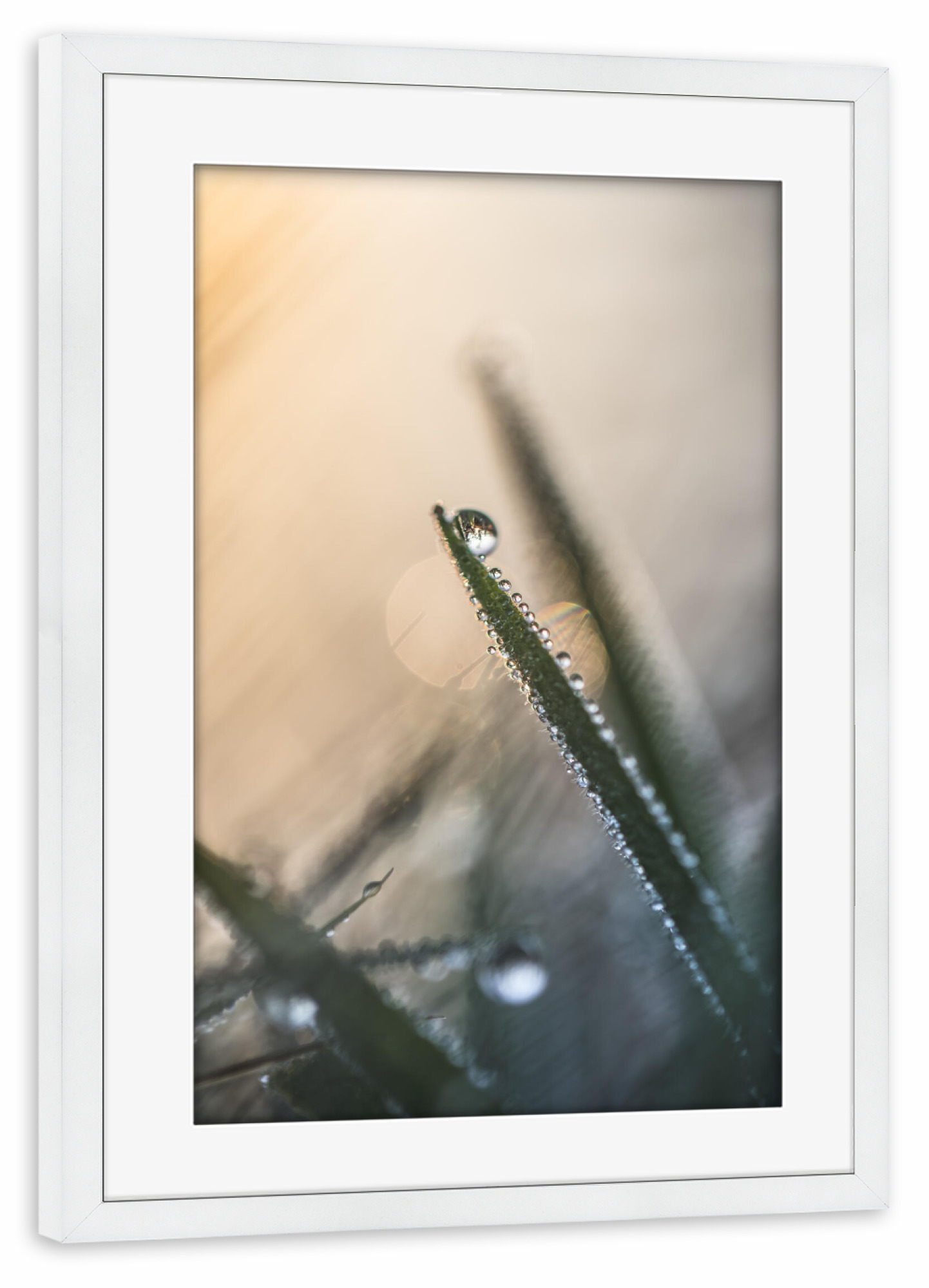 Poster mit Rahmen weiß "Morgendlicher Tau" artboxONE - Natur
