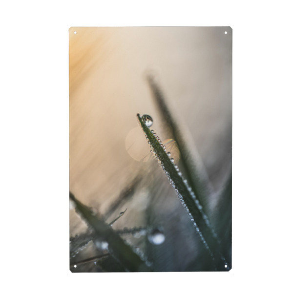 Metall Poster "Morgendlicher Tau" artboxONE - Natur - Morgentau,Tau,Tautropfen,Tautröpfchen,Grashalm,Makrofotografie,Nahaufnahme,Natur,Nature,Morning