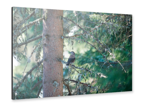 Alu-Dibond "Spotted Nutcracker" 30x20 cm artboxONE