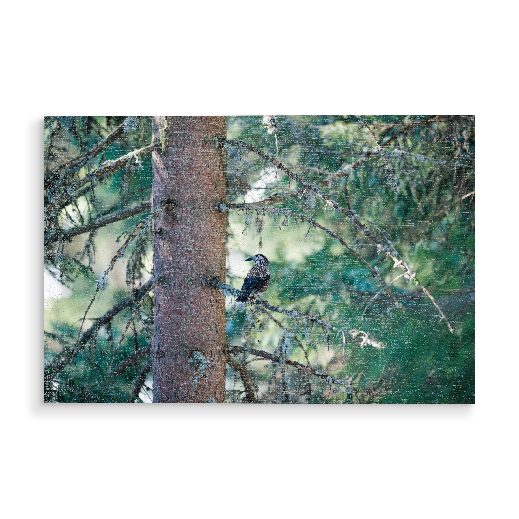 Holzbild "Spotted Nutcracker" artboxONE - Natur,Tiere