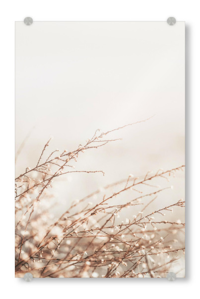 Acrylglasbild "Little Spring Plant" artboxONE - Natur,Floral