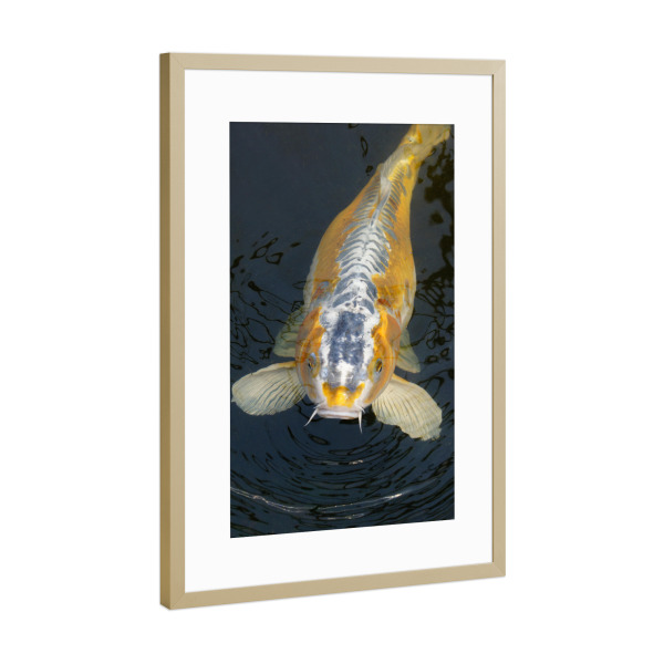 Poster mit Rahmen Gold "Gold-Koi" artboxONE - Natur,Tiere - Koi,Karpfen,Fisch,Gold,Silber,Fish,Animal,Water,Wasser,Closeup,Nahaufnahme,Natur,Nature