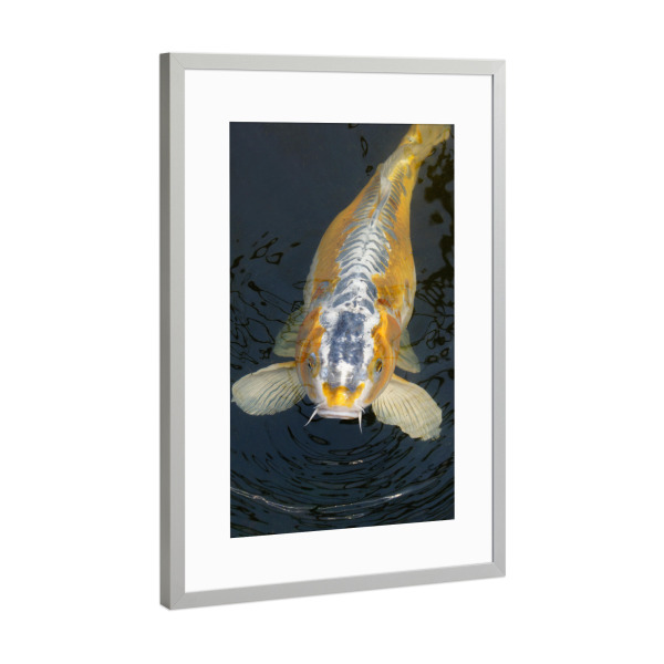 Poster mit Rahmen Silber "Gold-Koi" artboxONE - Natur,Tiere - Koi,Karpfen,Fisch,Gold,Silber,Fish,Animal,Water,Wasser,Closeup,Nahaufnahme,Natur,Nature