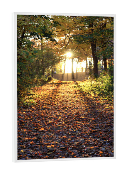 Poster mit weißem Rahmen "Durch den Wald" artboxONE - Natur,Reise - Nature,Forest,Wald,Sonne,Sun,Calm,Warm,Silent,Natur,Herbst,Autumn,Travel,Reise