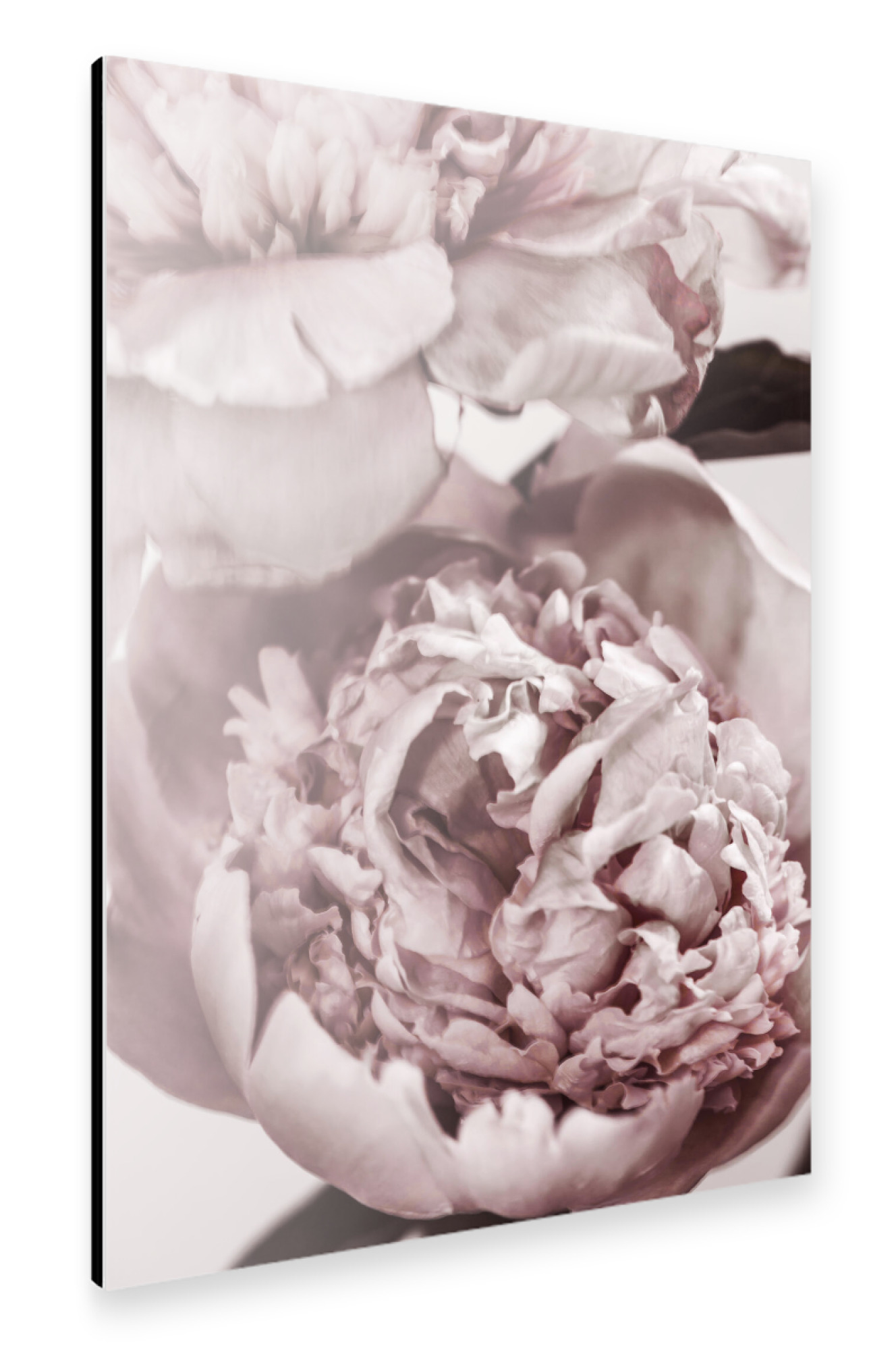 Alu-Dibond "Peonies I" 30x20 cm artboxONE