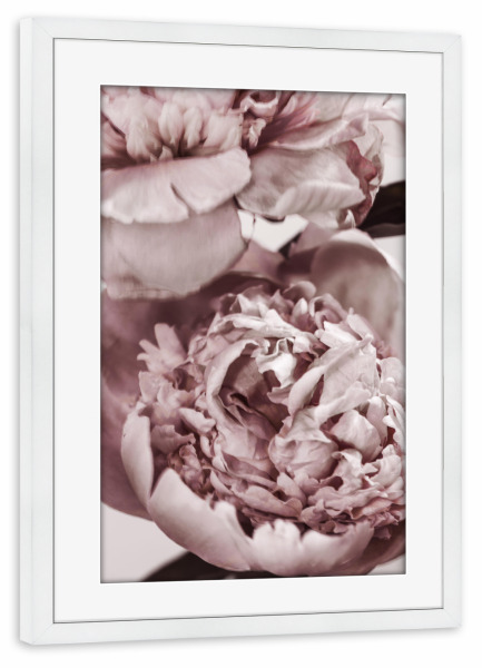 Poster mit Rahmen weiß "Peonies I" artboxONE - Natur,Floral