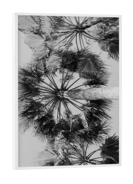 Poster mit weißem Rahmen "Unter Palmen" artboxONE - Natur,Reise,Floral,Schwarzweiß,Reise / Strand und Meer
