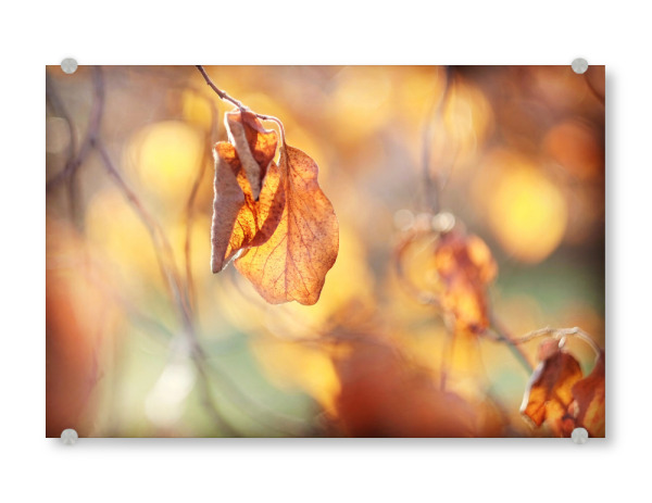 Acrylglasbild "Herbstlichter" artboxONE - Natur,Floral - Herbst,Natur,Nature,Autumn,Closeup,Nahaufnahme,Leaves,Blätter
