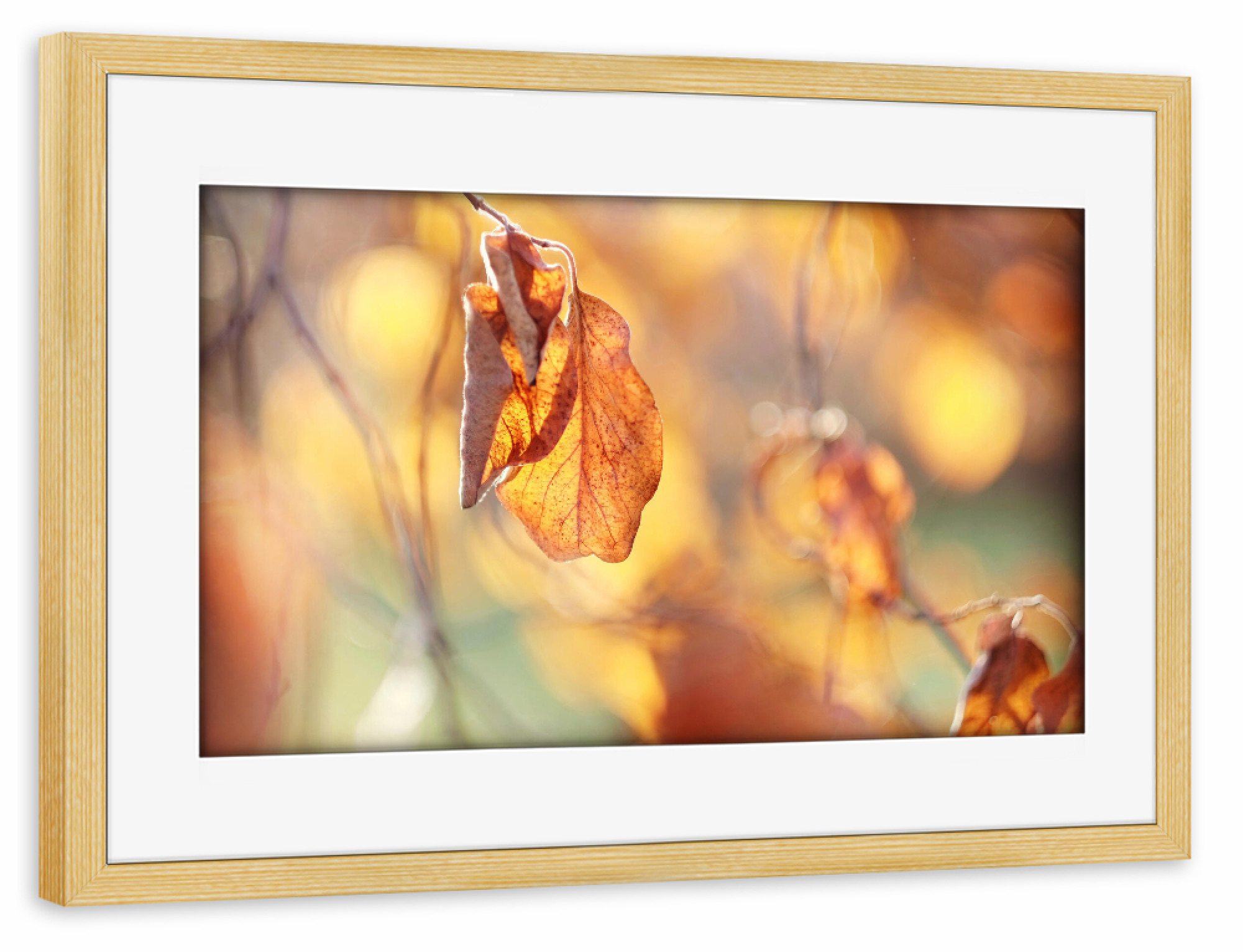 Poster mit Rahmen kiefer "Herbstlichter" artboxONE - Natur,Floral - Herbst,Natur,Nature,Autumn,Closeup,Nahaufnahme,Leaves,Blätter