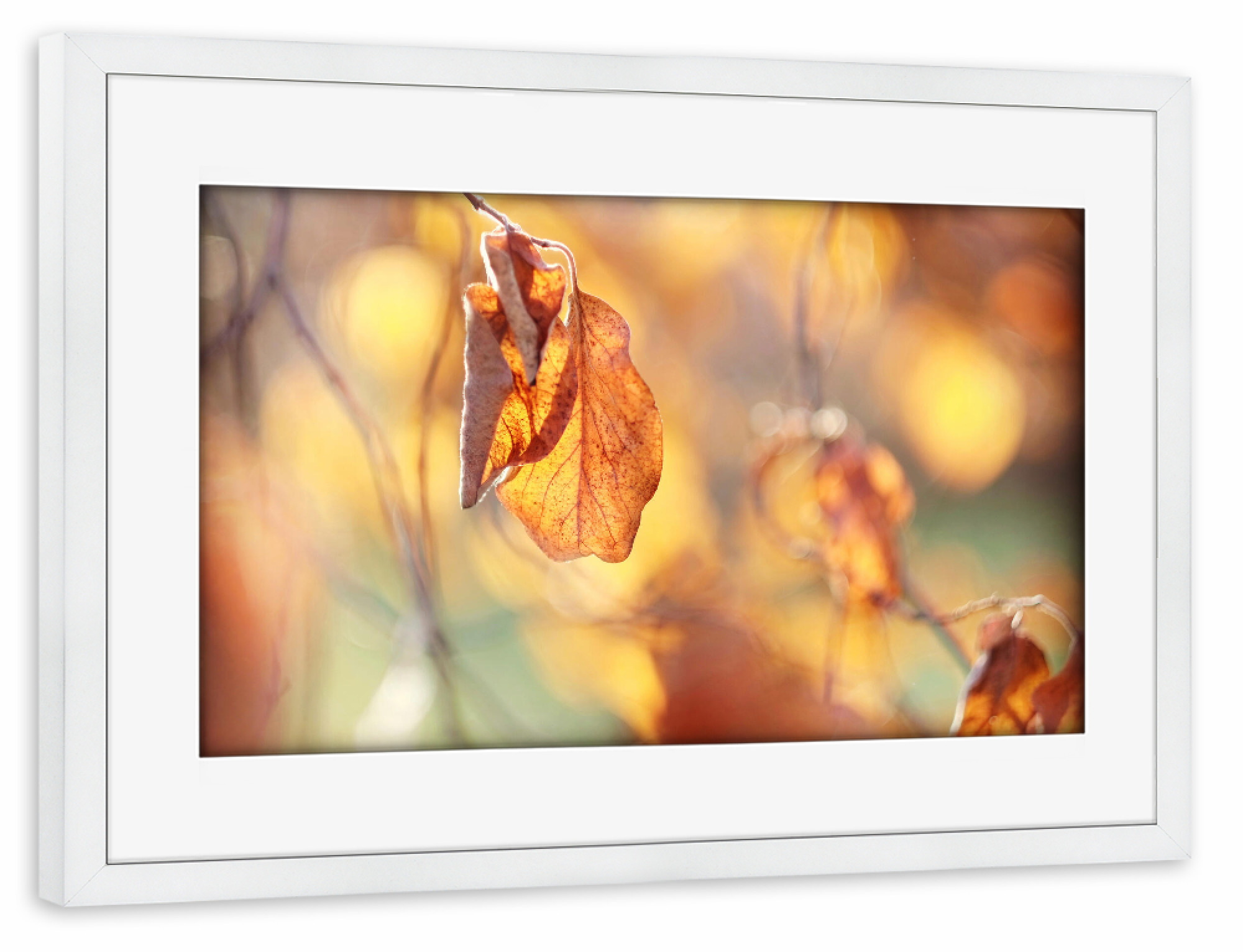 Poster mit Rahmen weiß "Herbstlichter" artboxONE - Natur,Floral - Herbst,Natur,Nature,Autumn,Closeup,Nahaufnahme,Leaves,Blätter