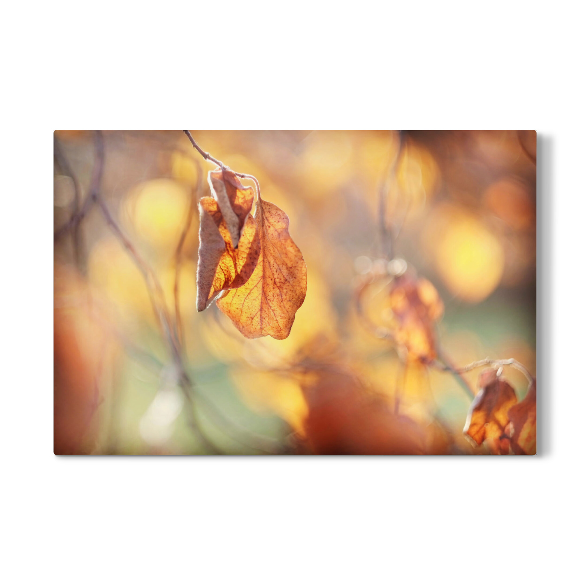 Galerie-Print "Herbstlichter" 75x50 cm artboxONE