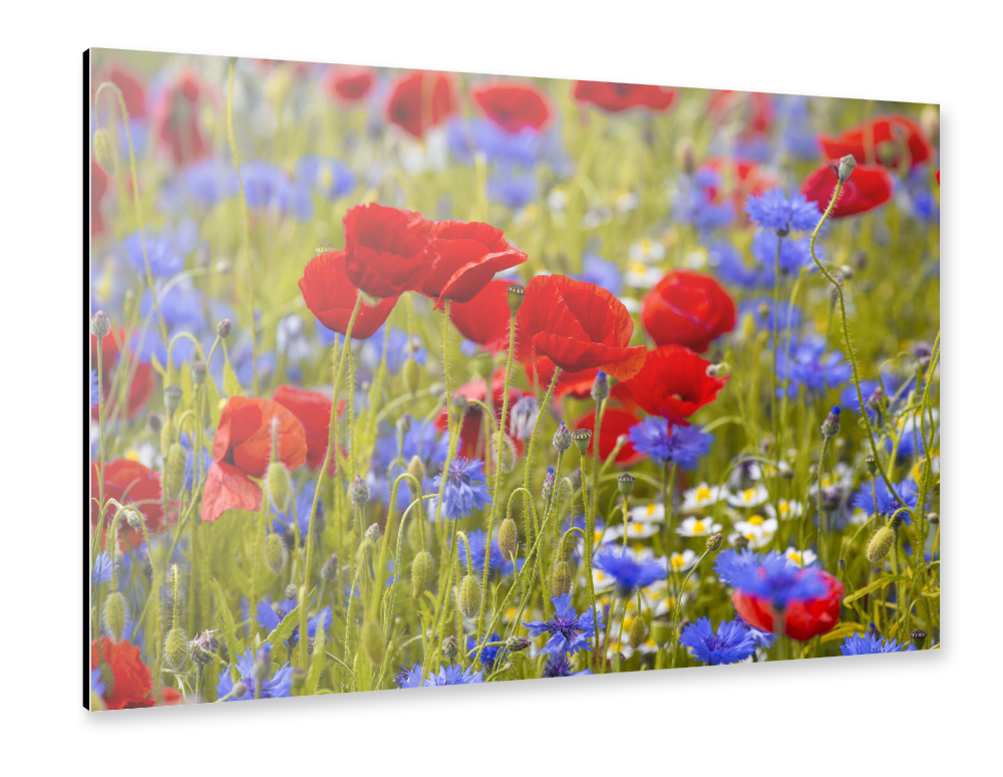 Alu-Dibond "Mohnblumen im Kornblumenfeld" 75x50 cm artboxONE