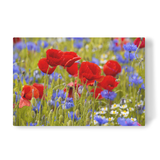 Mohnblumen im Kornblumenfeld