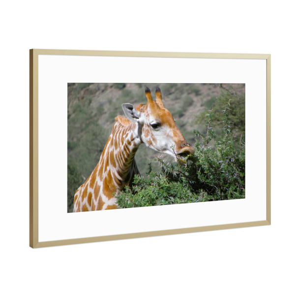 Poster mit Rahmen Gold "Giraffe, äsend" artboxONE - Natur,Tiere,Reise / Afrika