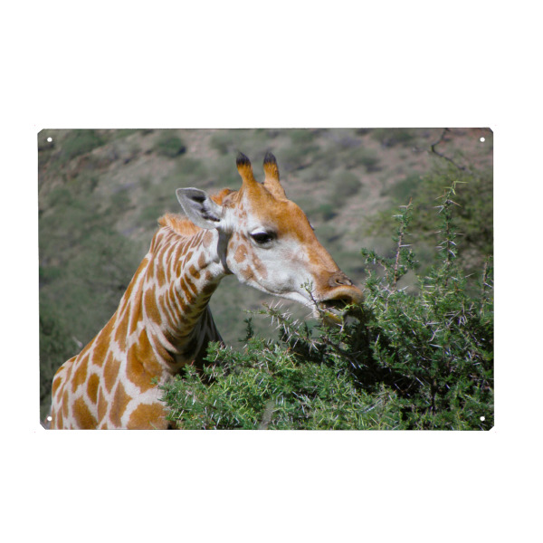 Holzbild "Giraffe, äsend" artboxONE - Natur,Tiere,Reise / Afrika