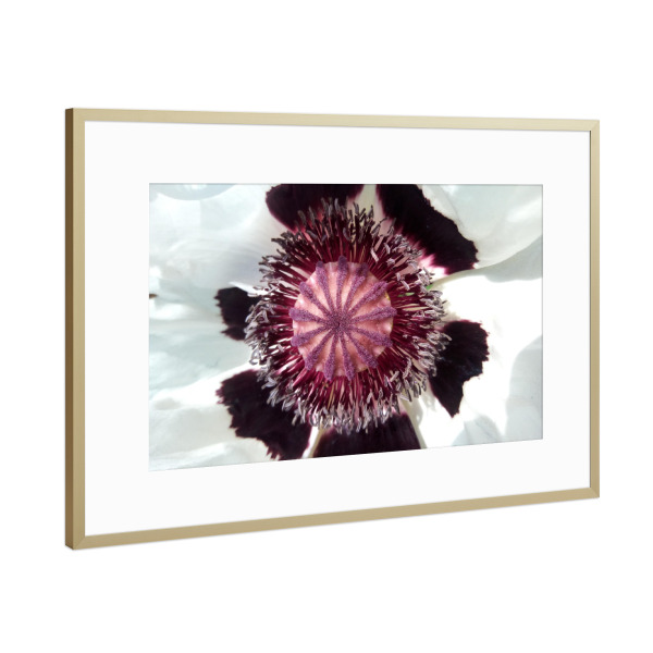 Poster mit Rahmen Gold "White Poppy" artboxONE - Natur,Floral
