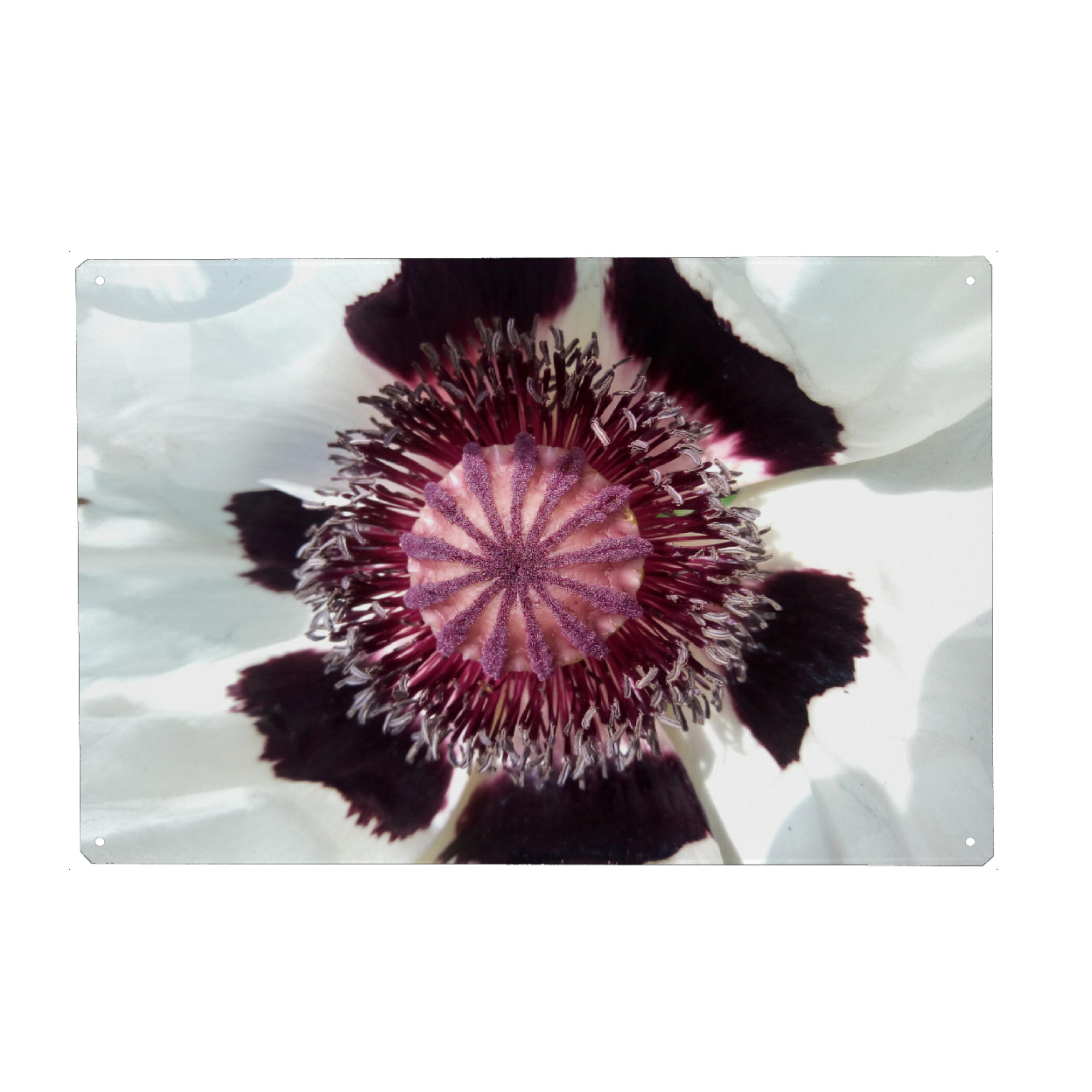 Metall Poster "White Poppy" artboxONE - Natur,Floral