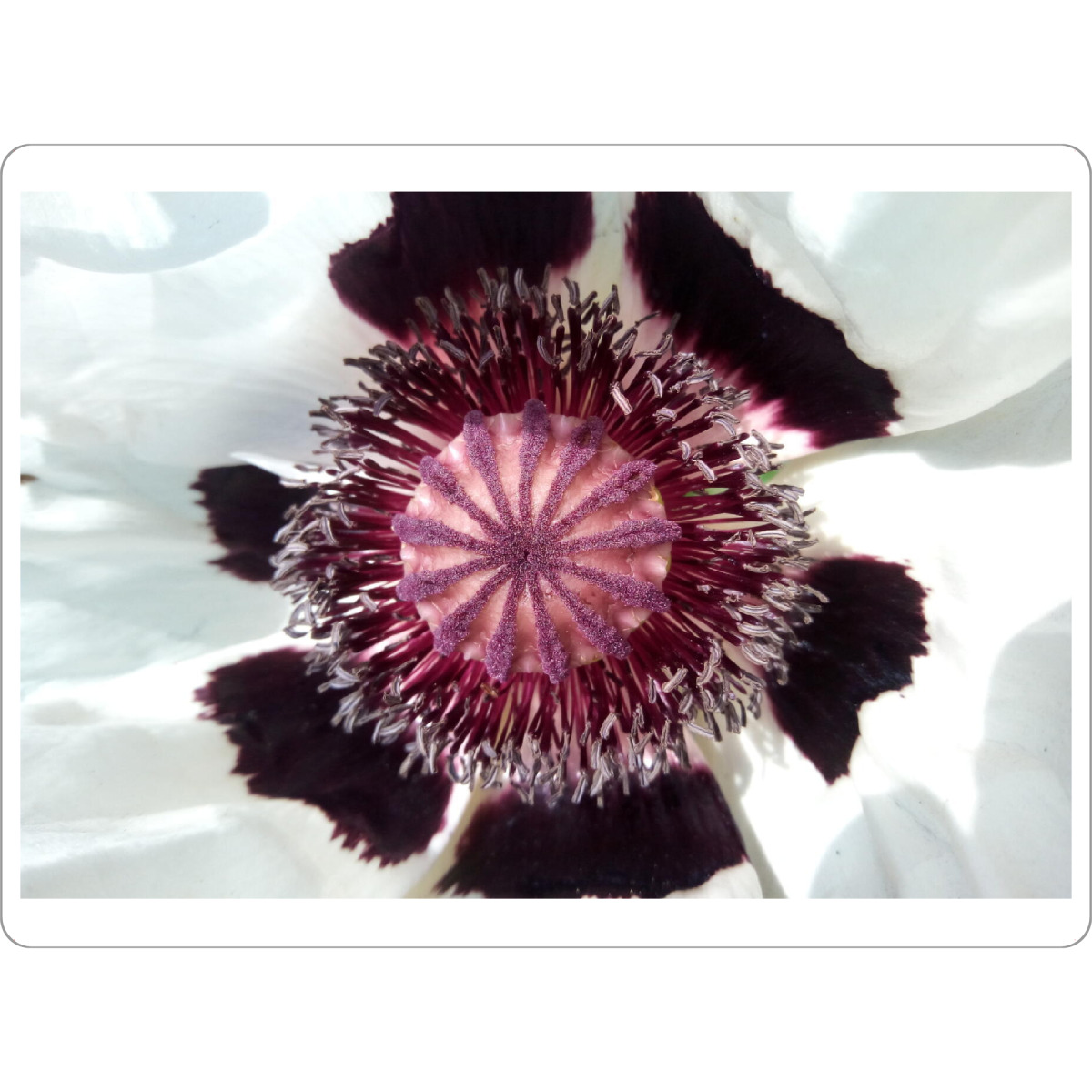 Tischset "White Poppy" artboxONE - Natur,Floral