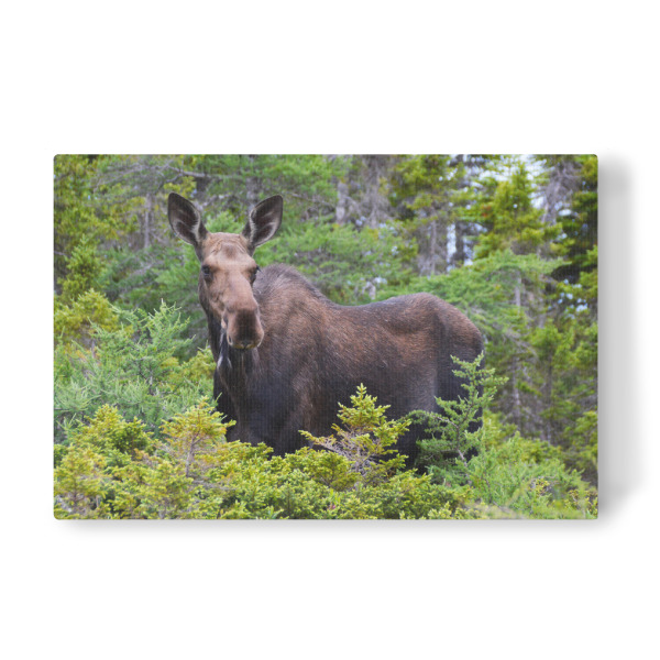 Leinwandbild "Elch in der Wildnis" artboxONE - Natur,Tiere