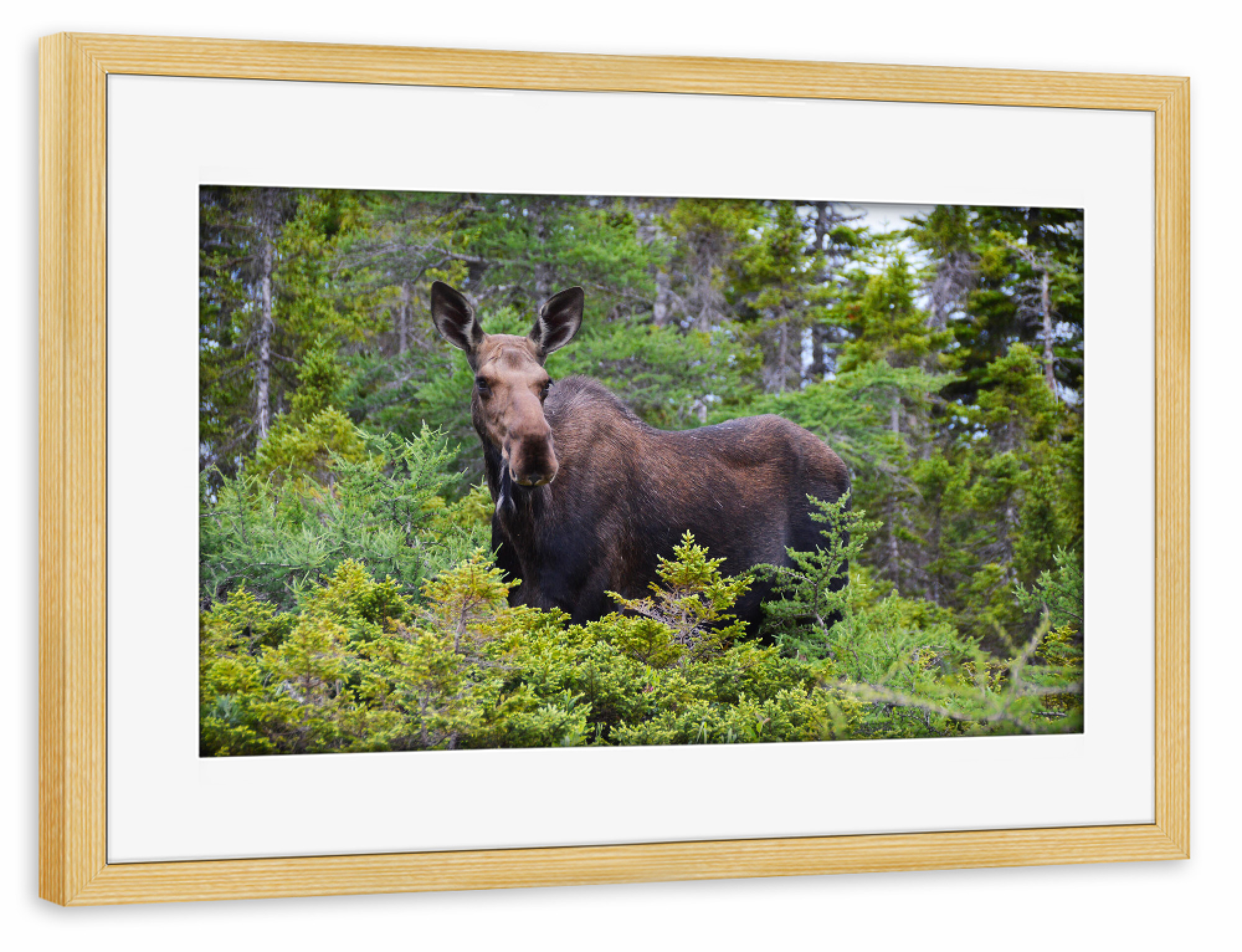 Poster mit Rahmen kiefer "Elch in der Wildnis" artboxONE - Natur,Tiere