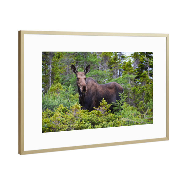 Poster mit Rahmen Gold "Elch in der Wildnis" artboxONE - Natur,Tiere