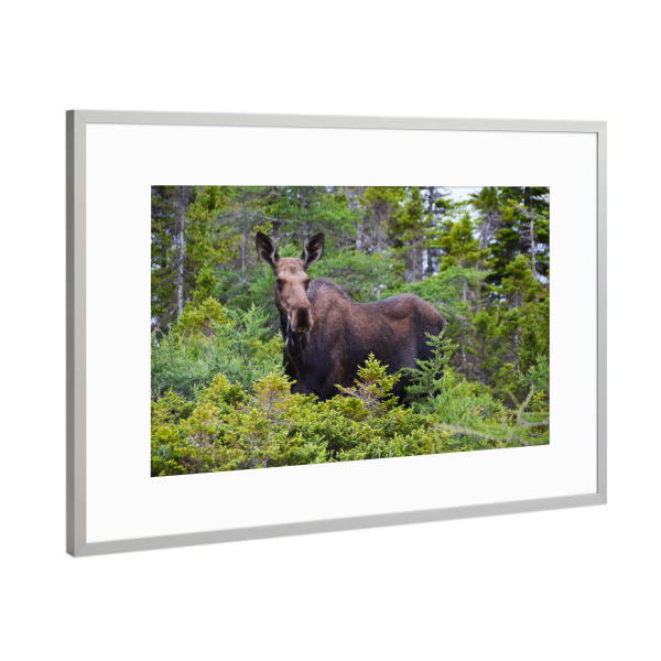 Poster mit Rahmen Silber "Elch in der Wildnis" artboxONE - Natur,Tiere
