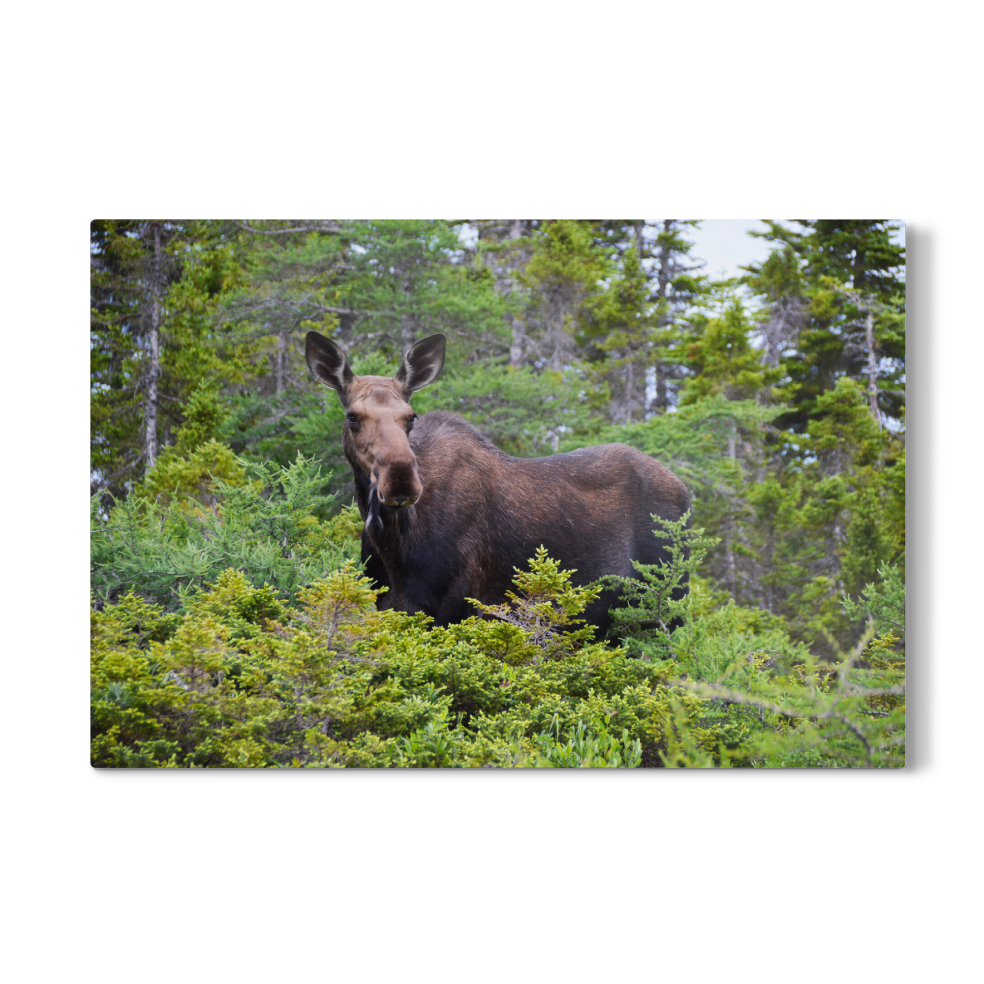 Galerie-Print "Elch in der Wildnis" 75x50 cm artboxONE