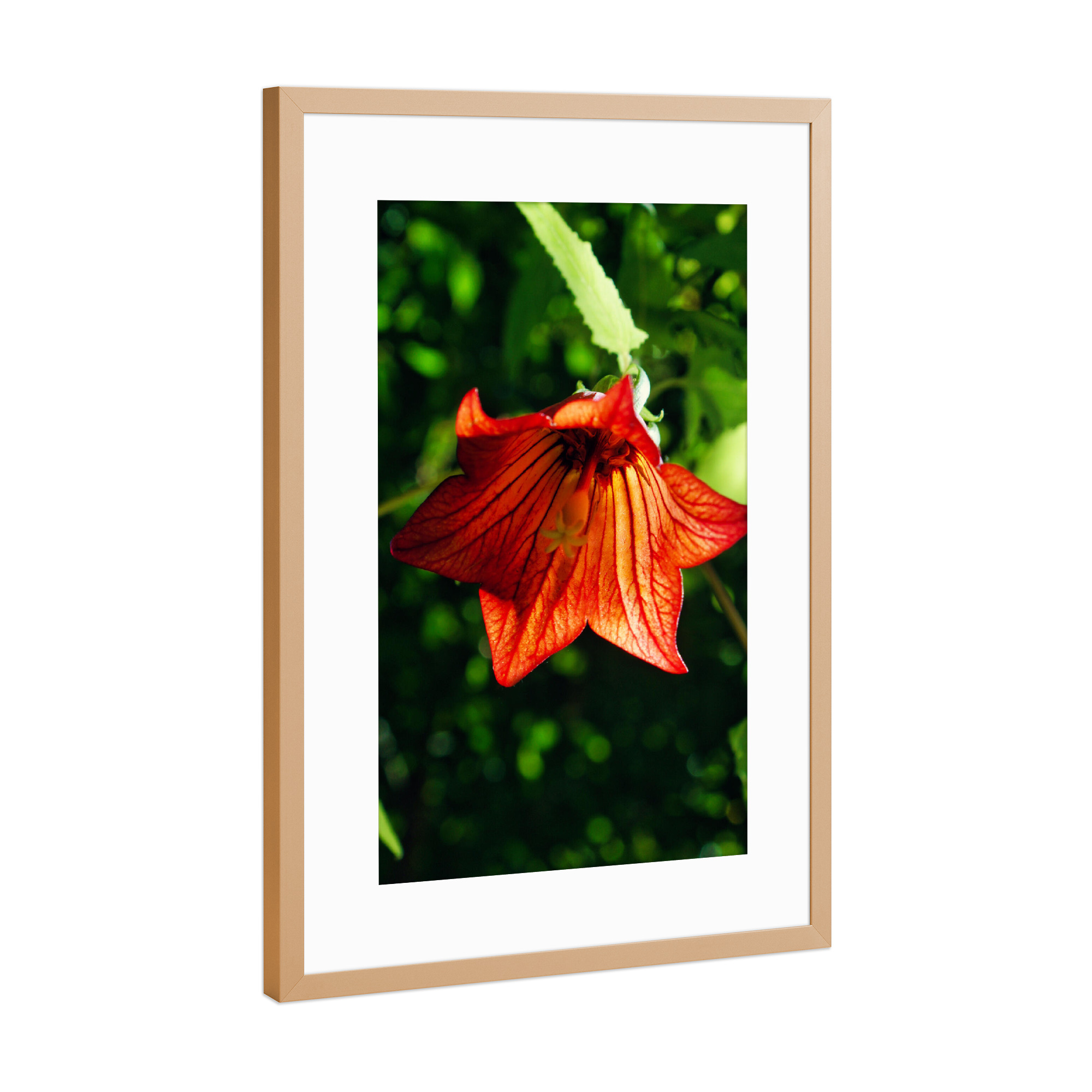 Poster mit Rahmen Kupfer "Rotglöckchen" artboxONE - Natur,Reise,Floral,Reise / Länder