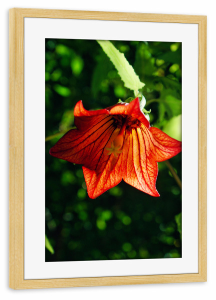 Poster mit Rahmen kiefer "Rotglöckchen" artboxONE - Natur,Reise,Floral,Reise / Länder