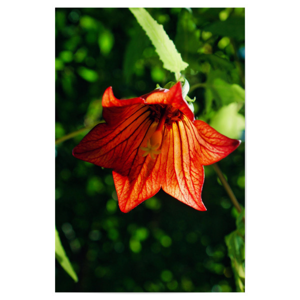Poster "Rotglöckchen" artboxONE - Natur,Reise,Floral,Reise / Länder