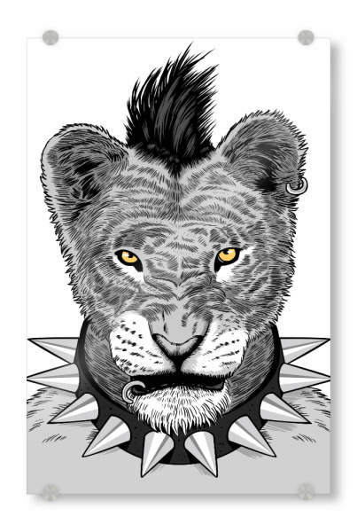 Acrylglasbild "Lioness Punk" artboxONE - Tiere,Schwarzweiß - Lioness,Punk,Hipster,Africa,Lion,Löwin,Löwe,Tier,Animal,Wild,Schwarzweiß,Blackandwhite