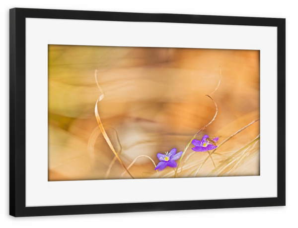Poster mit Rahmen schwarz "Im Gras" artboxONE - Natur,Floral - Pflanze,Hepatica,Leberblümchen,Gras,Wald,Plants,Natur,Nature,Blumen,Flowers,Floral