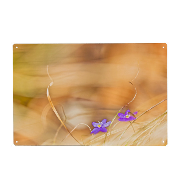 Metall Poster "Im Gras" artboxONE - Natur,Floral - Pflanze,Hepatica,Leberblümchen,Gras,Wald,Plants,Natur,Nature,Blumen,Flowers,Floral - Blechschild