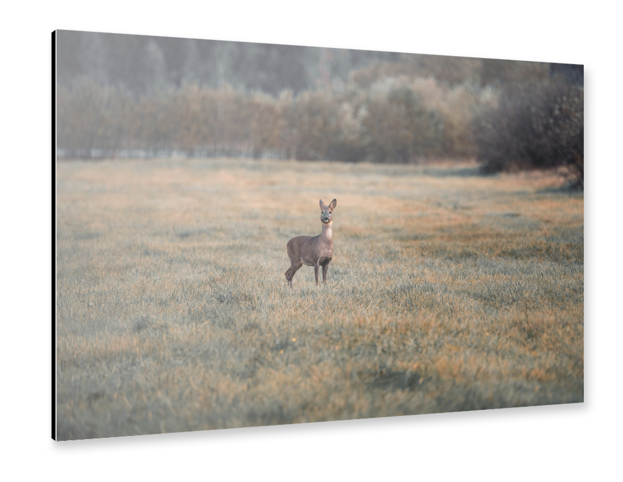 Alu-Dibond "Reh in der Natur" 75x50 cm artboxONE