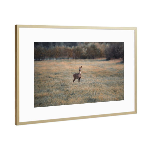 Poster mit Rahmen Gold "Reh in der Natur" artboxONE - Natur,Tiere