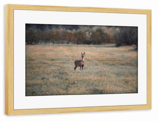 Poster mit Rahmen kiefer "Reh in der Natur" artboxONE - Natur,Tiere