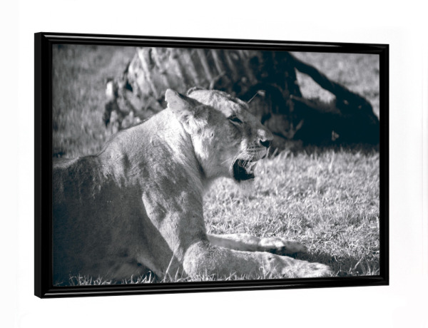 Poster mit schwarzem Rahmen "Lioness Black and White" artboxONE - Natur,Reise,Tiere,Reise / Afrika
