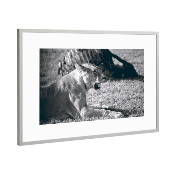 Poster mit Rahmen Silber "Lioness Black and White" artboxONE - Natur,Reise,Tiere,Reise / Afrika