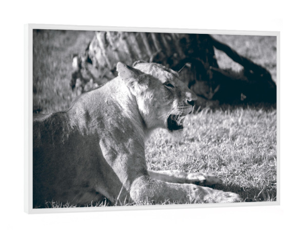 Poster mit weißem Rahmen "Lioness Black and White" artboxONE - Natur,Reise,Tiere,Reise / Afrika