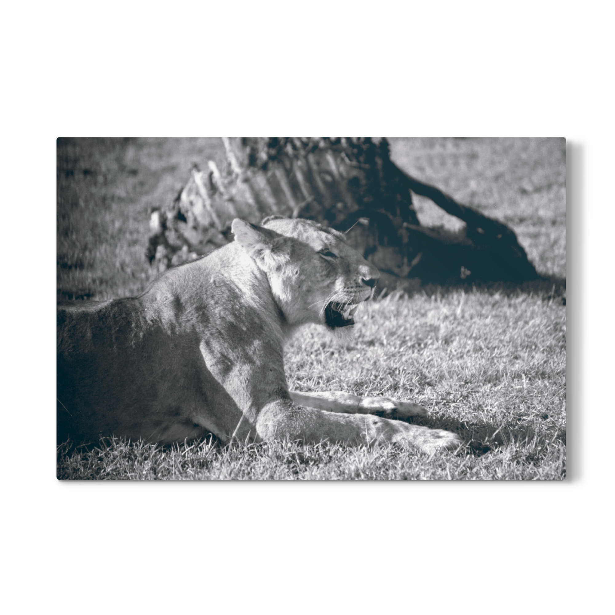 Galerie-Print "Lioness Black and White" 75x50 cm artboxONE